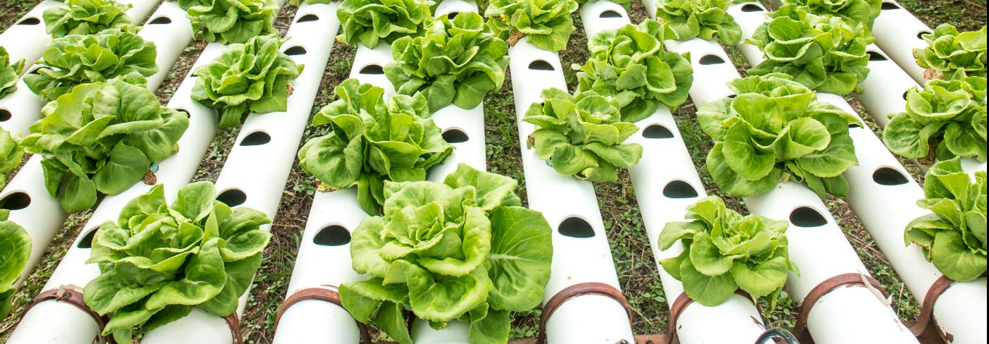 Soilless Cultivation For Leafy Salads