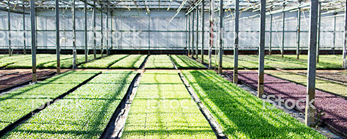 Cwrs Hyfforddi Garddwriaeth Iechyd a Chynhyrchu mewn Amaethyddiaeth a Chynhyrchu