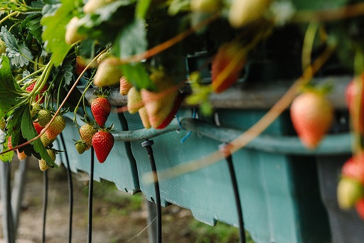 Technical Advice Sheet: Soft Fruit Network – June 2020