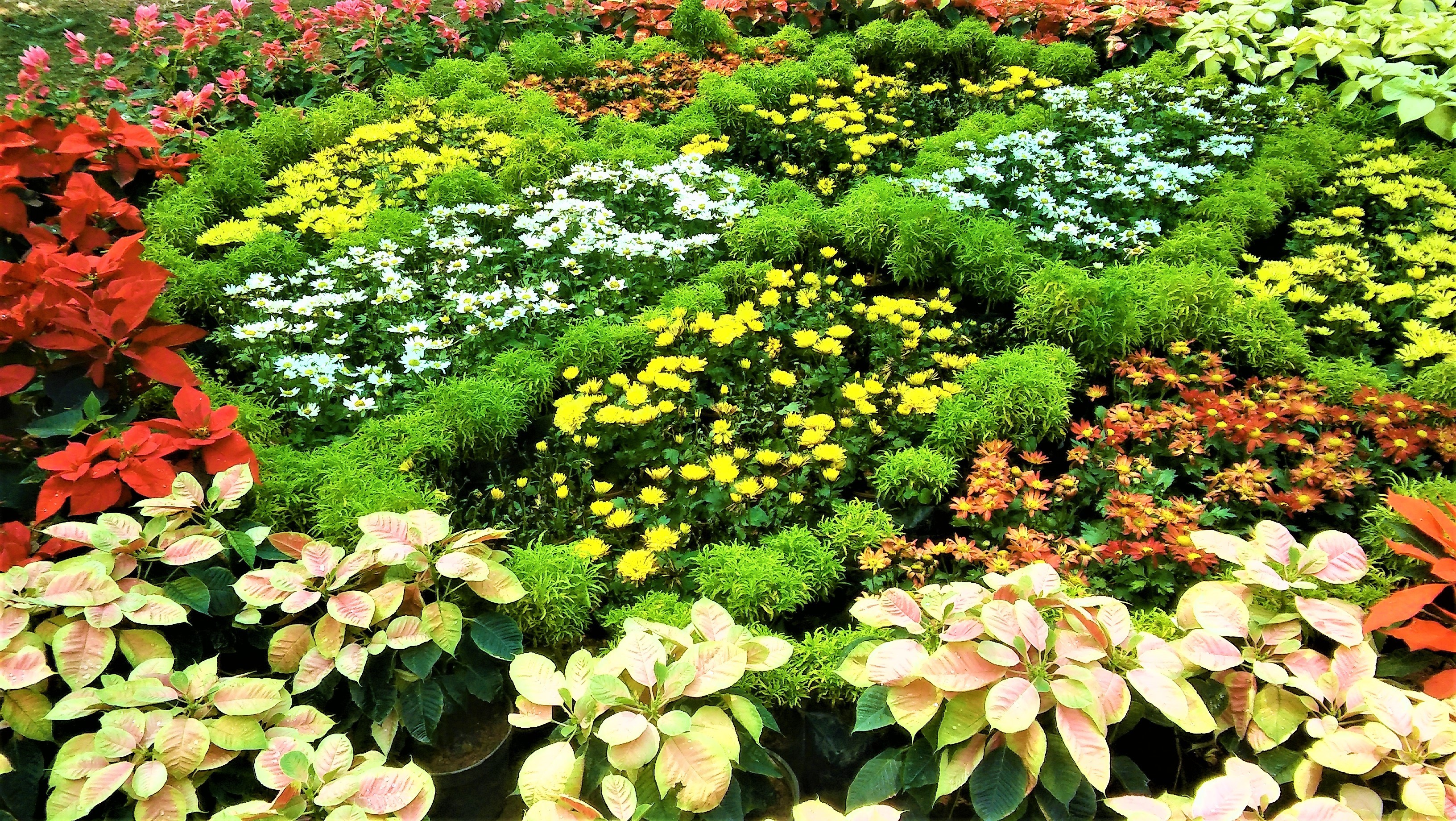 Technical Advice Sheet: Weed Control in Ornamentals