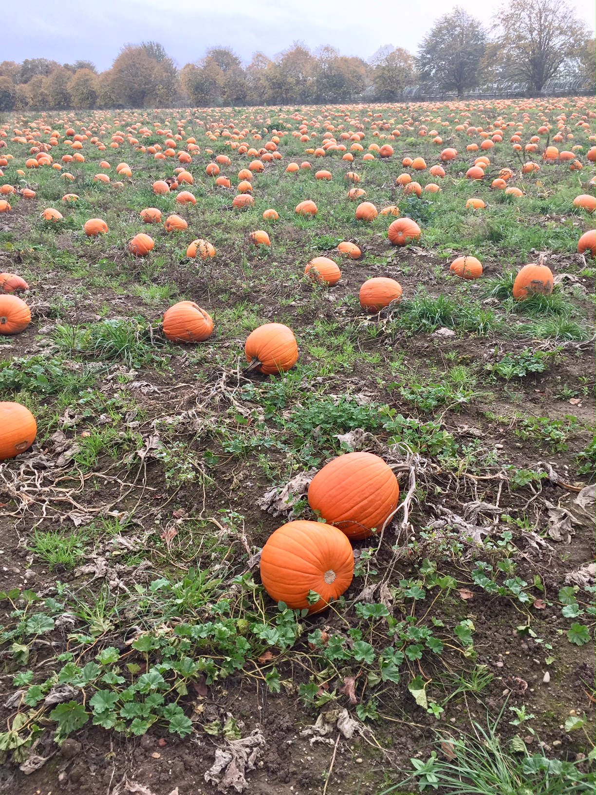 Weed Control in Pumpkin