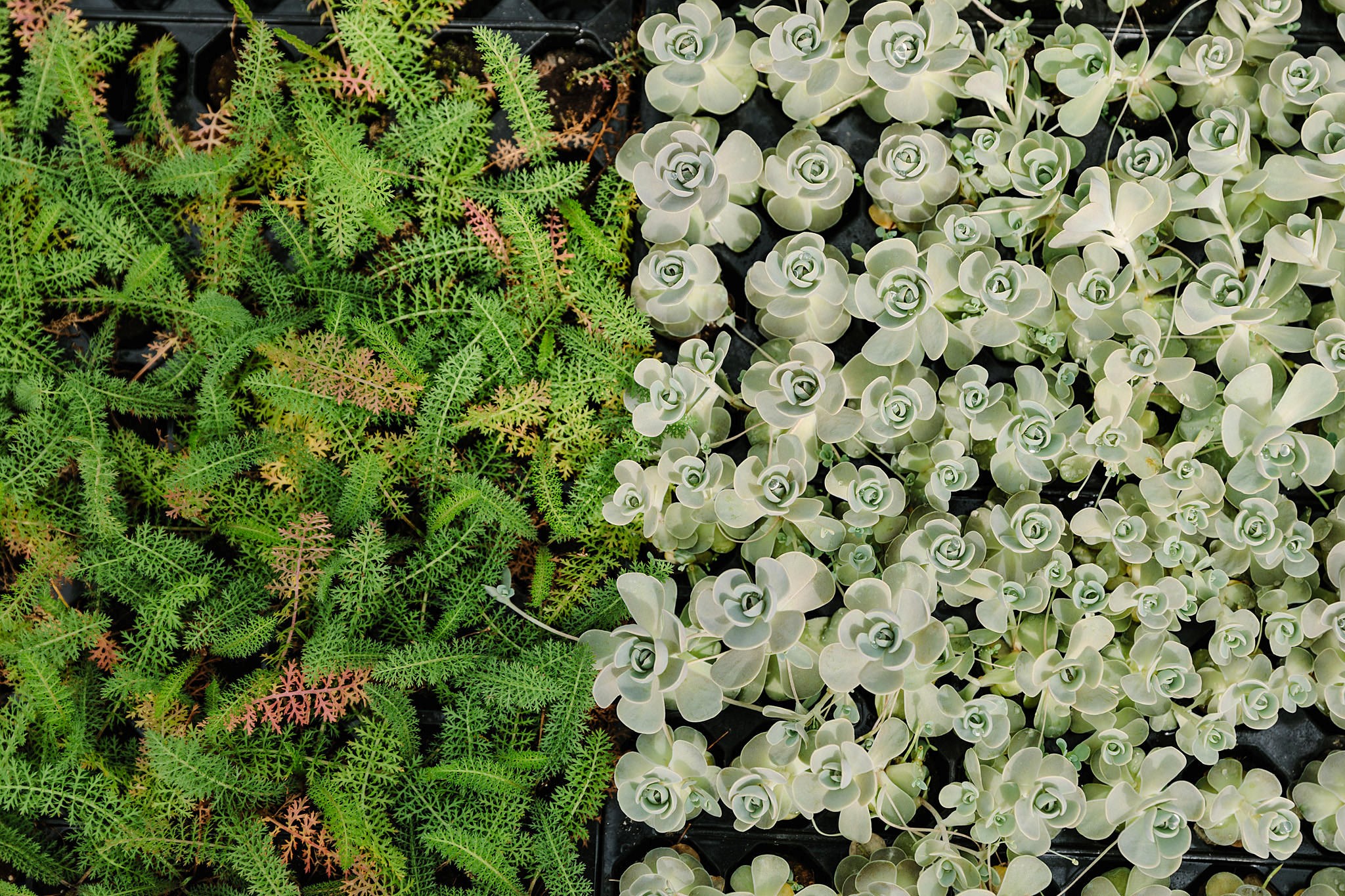 Diagnosis in Ornamental Plants