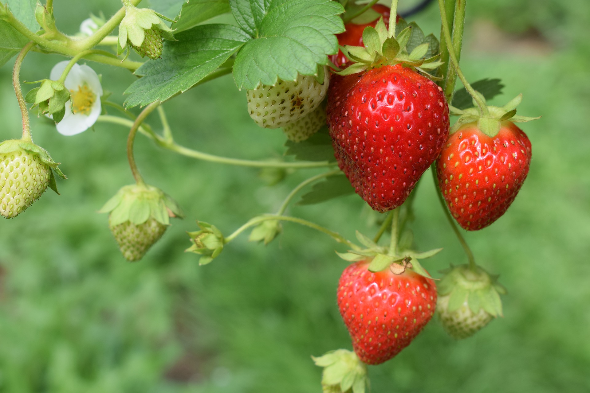 Technical Advice Sheet: Strawberry, April 2020