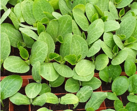 Technical Advice Sheet Pumpkin planning and weed control – May