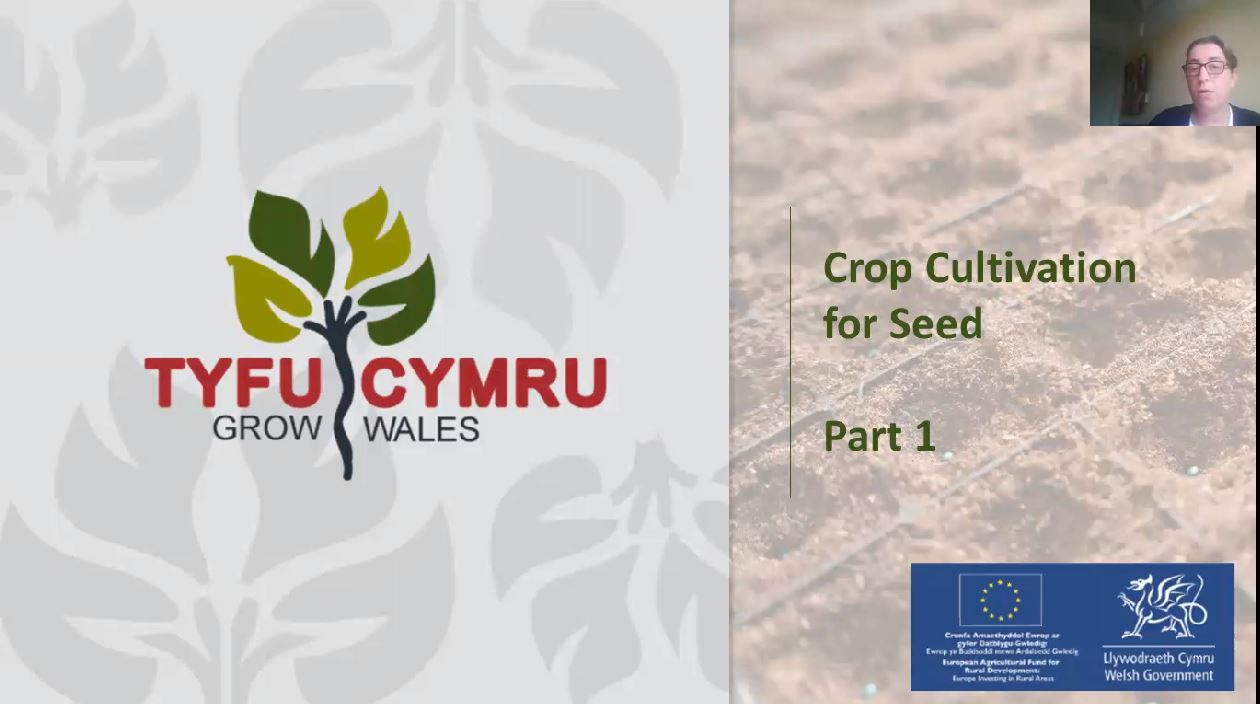 TC Seed Thumbnail.JPG