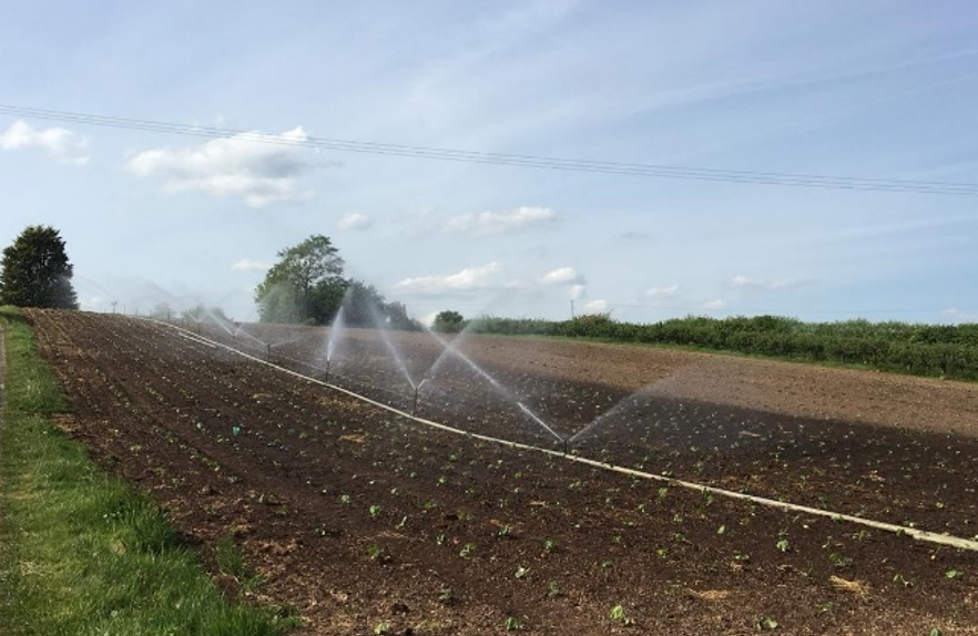 Taflen Cyngor Technegol Cyfnod Hwb i'r Bwmpen – Mehefin