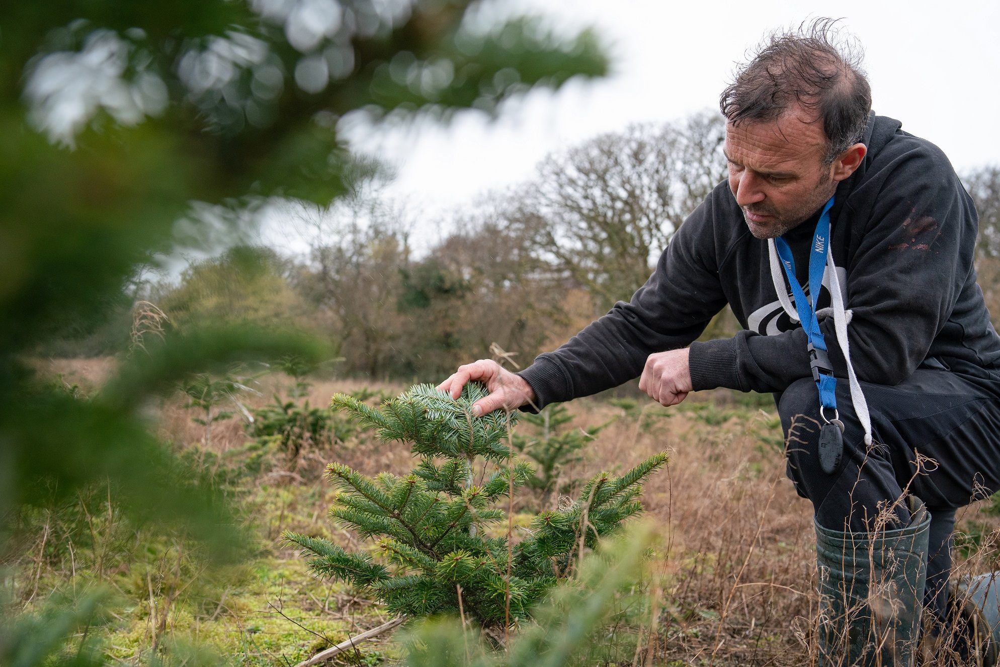 Cynnyrch Amddiffyn Planhigion Addurnol; Sut, Pryd a Pham