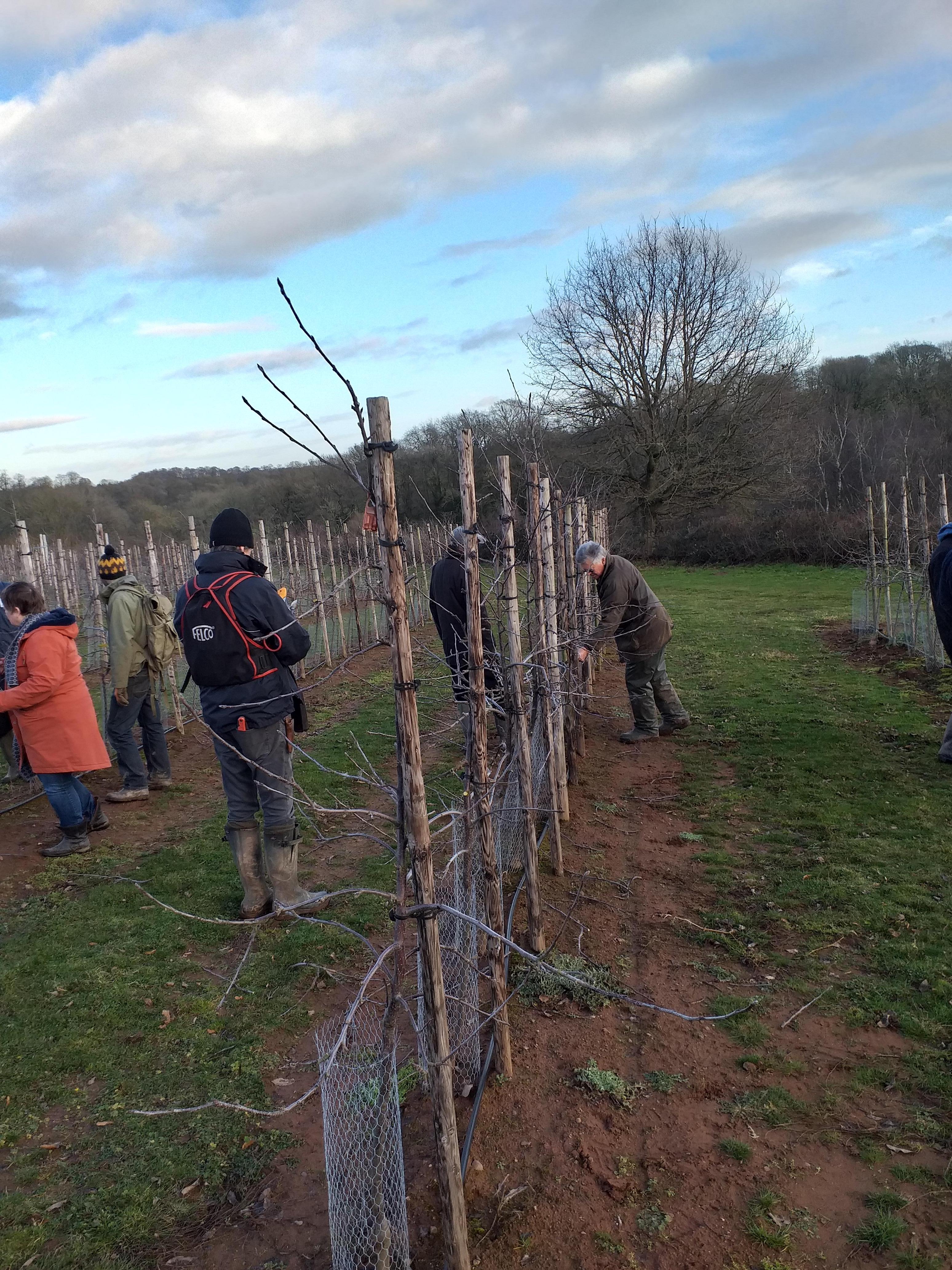 Notes from Pruning Workshop Helios Orchard, Pool Hill Newent