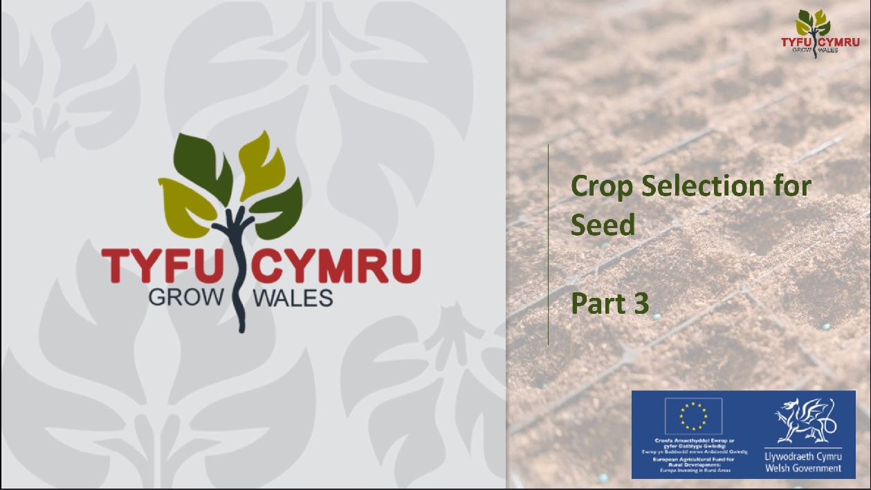 crop cultivation3.JPG