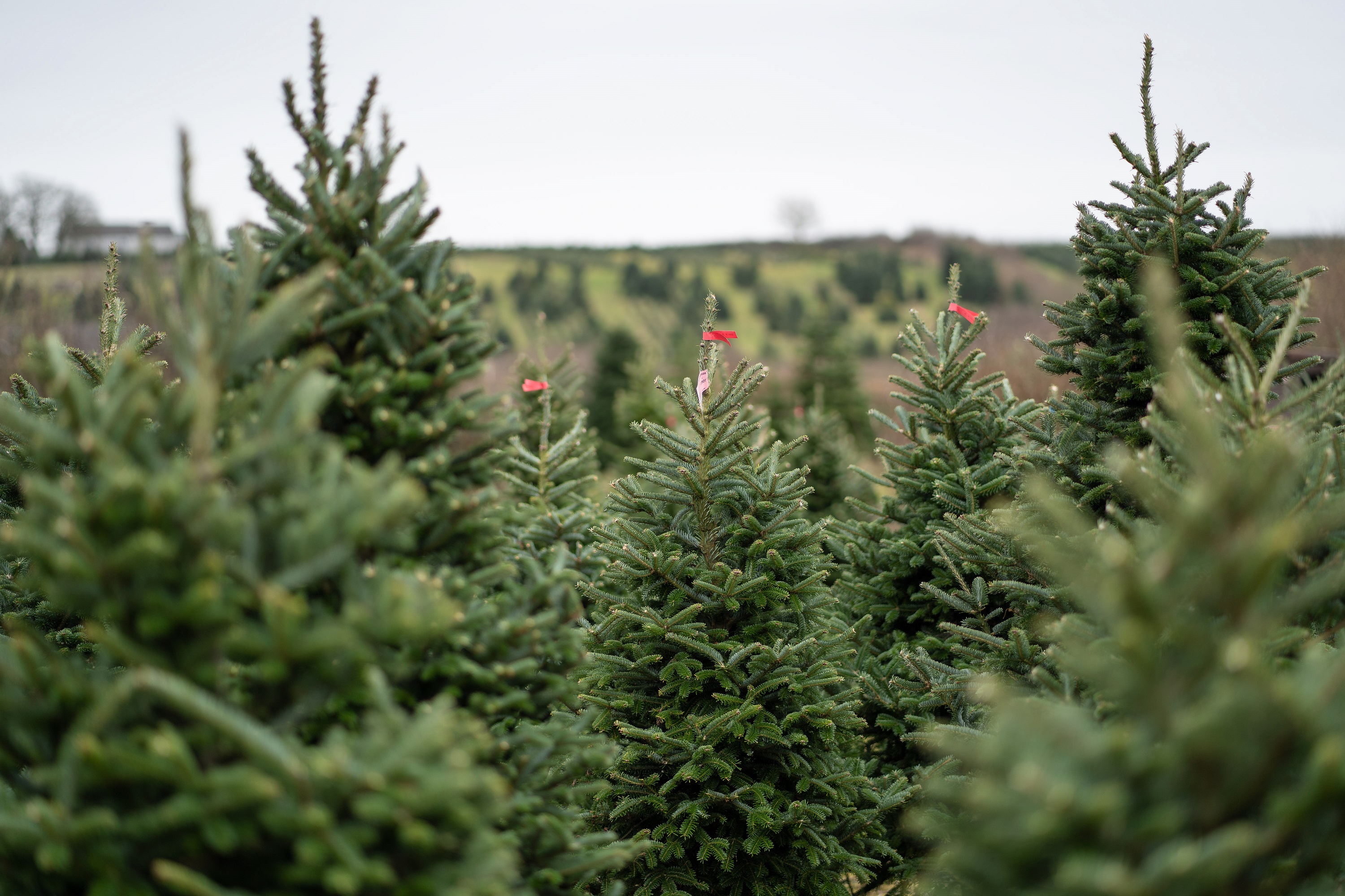 Technical Advice Sheet: Christmas Tree – July