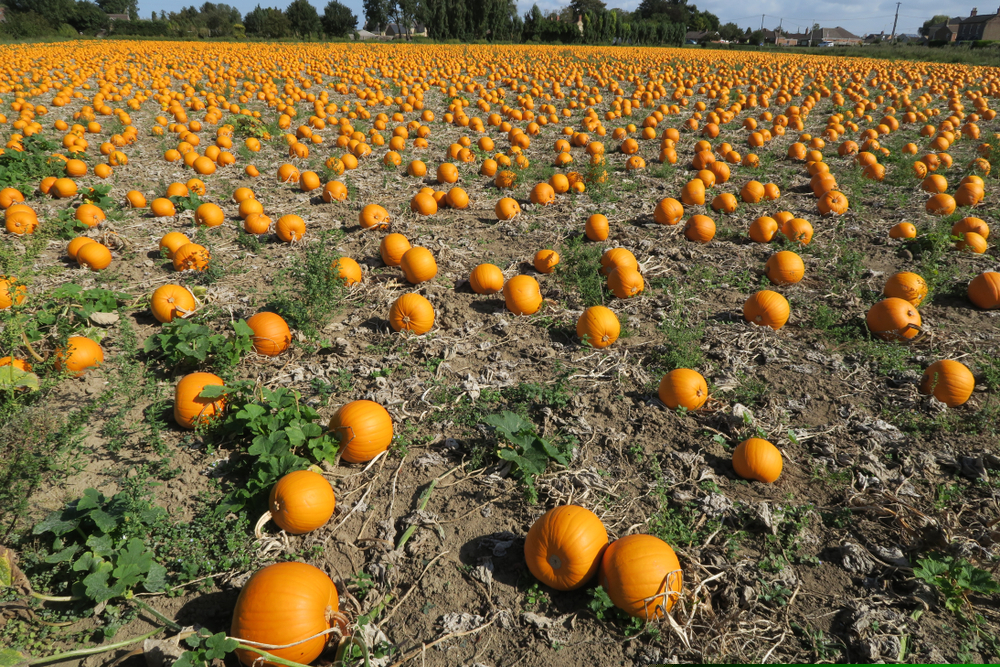 Starting a Horticultural Attraction