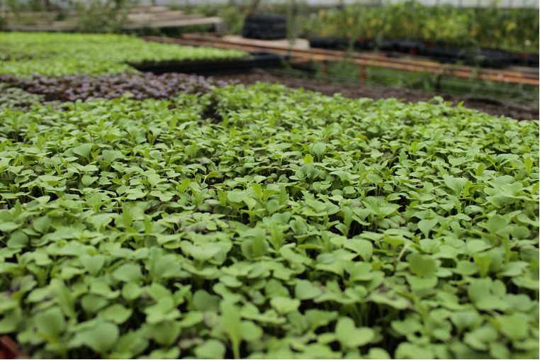 Picture weed control.png