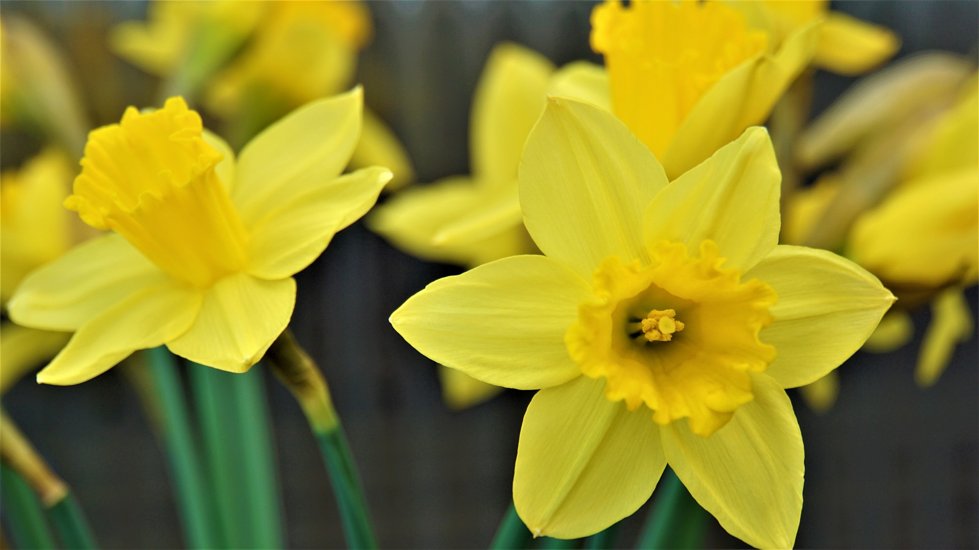 narcissus-4930398_1920 (1).jpg