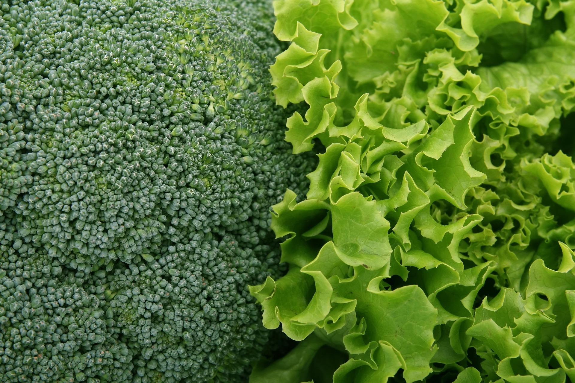 broccoli and lettuce.jpg