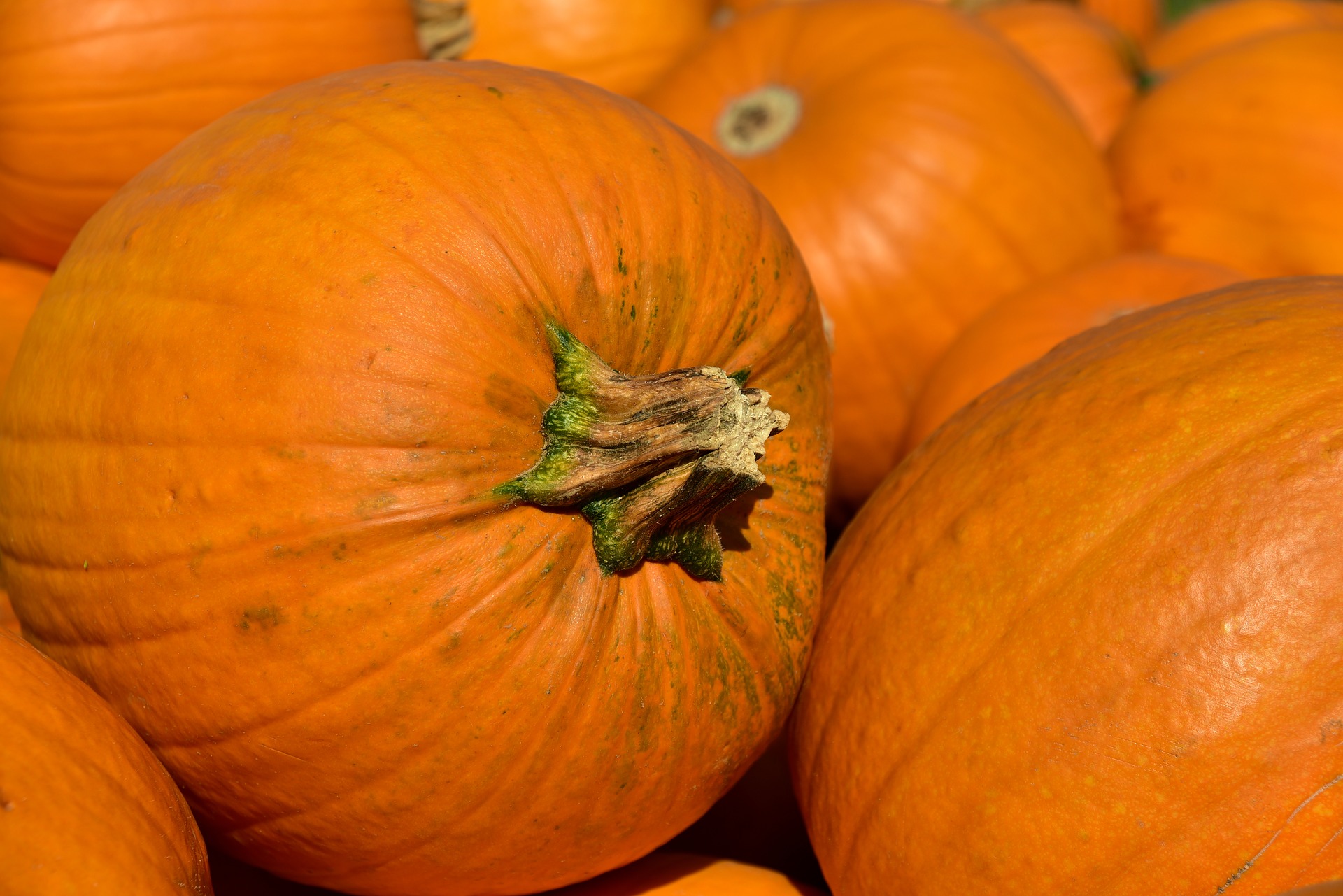 Technical Advice Sheet Pumpkin Power Hour – November