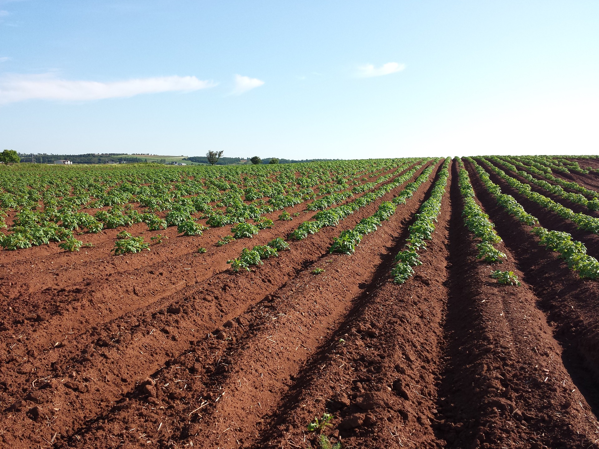 Webinar: Soil Health for Field Vegetable Growers