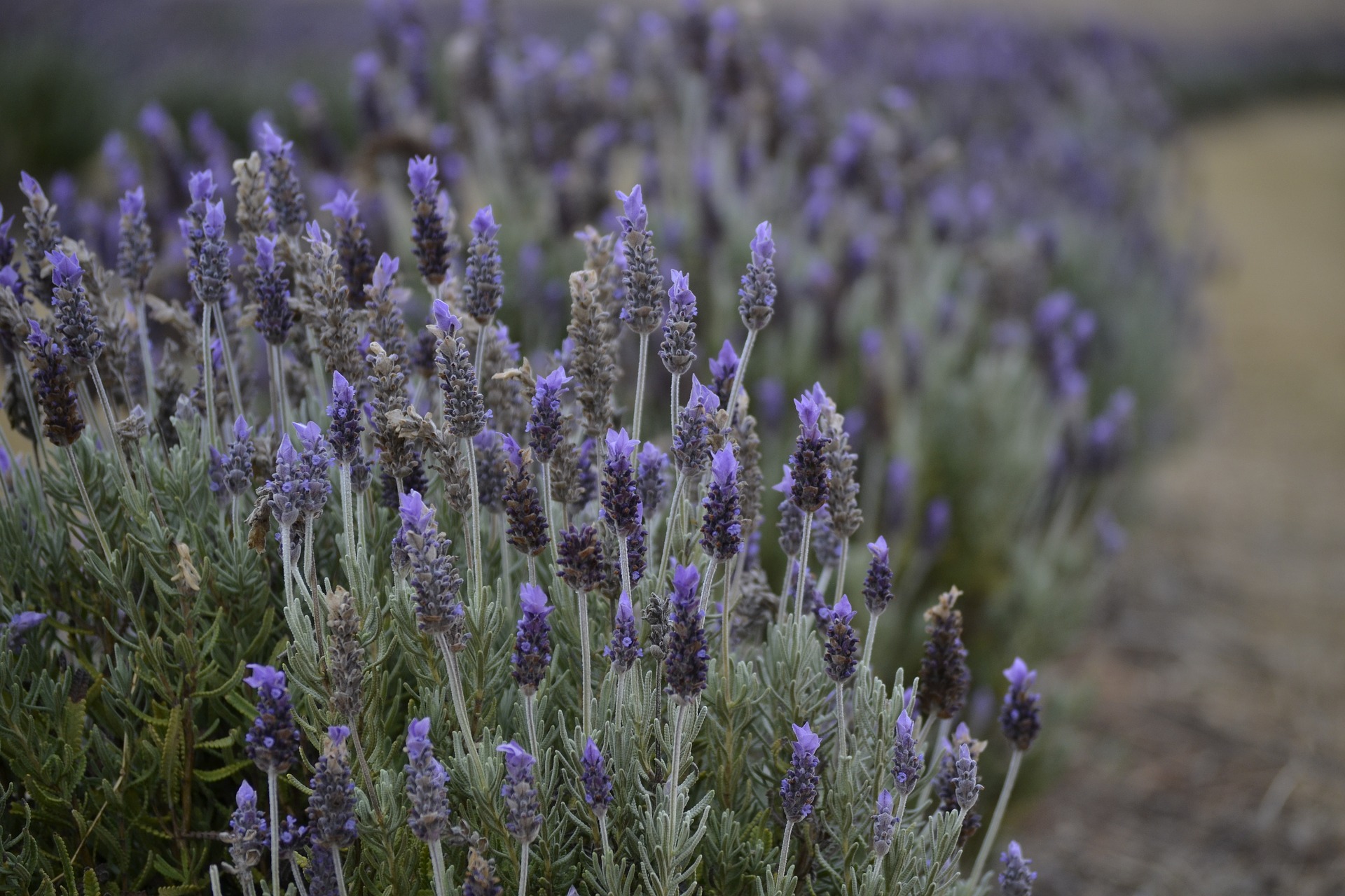 lavender-3641281_1920.jpg