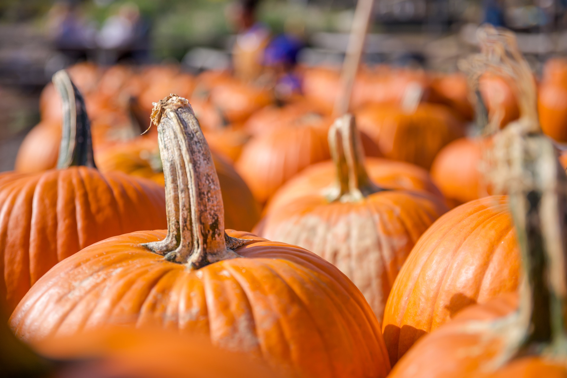 Planning for the 2021 Season – Pumpkin and Squash