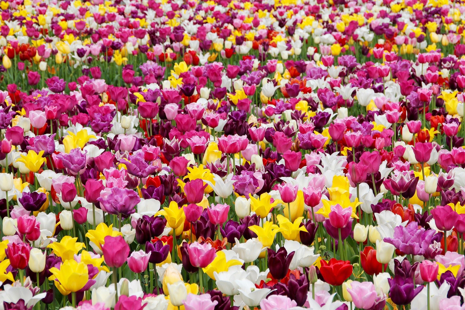 tulips-1405413_1920.jpg