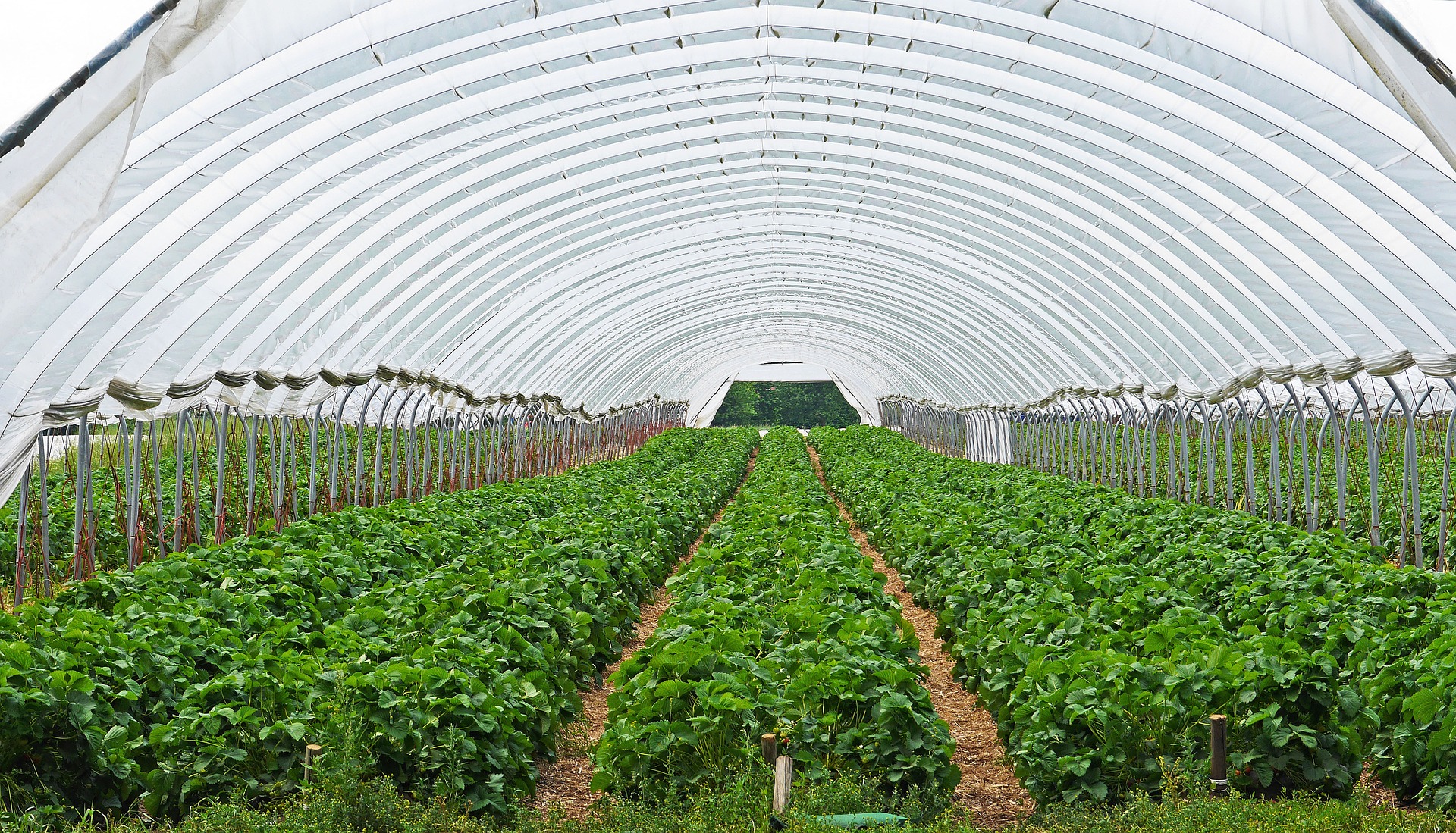 strawberry-field-3318639_1920.jpg