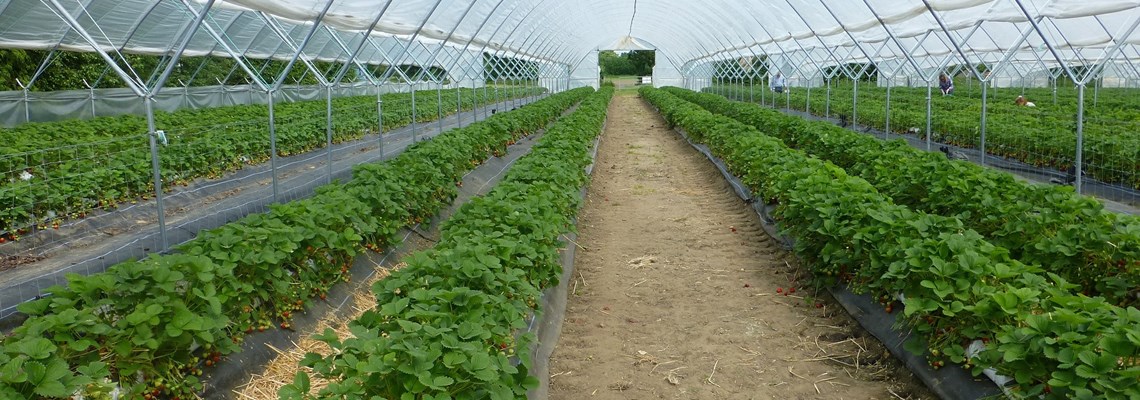 Do I need Planning Permission? Advice for food growers (Wales Only)