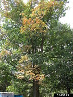 Yr wybodaeth ddiweddaraf am fewnforio planhigion sydd â risg uchel o ran Xylella fastidiosa- deddfwriaeth (Mawrth 2021)