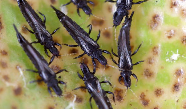 Thrips.png