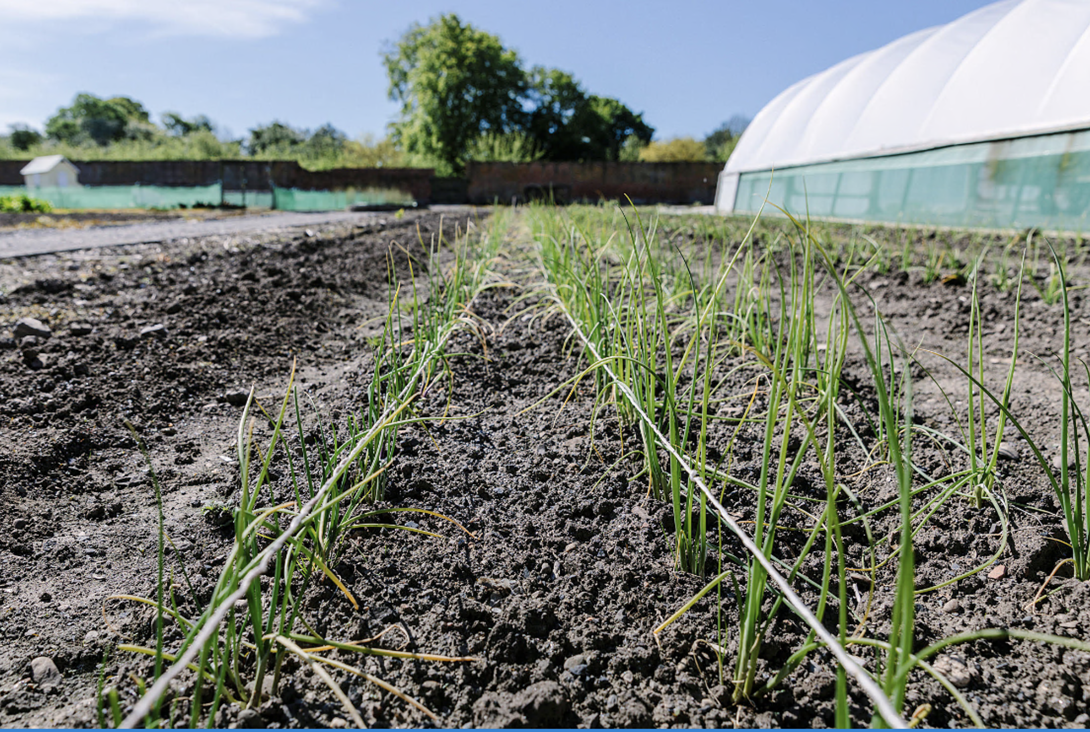 Considerations for Starting a Market Garden