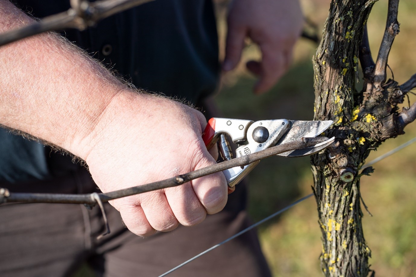 Gweithdy Tocio Rhwydwaith Gwinllan