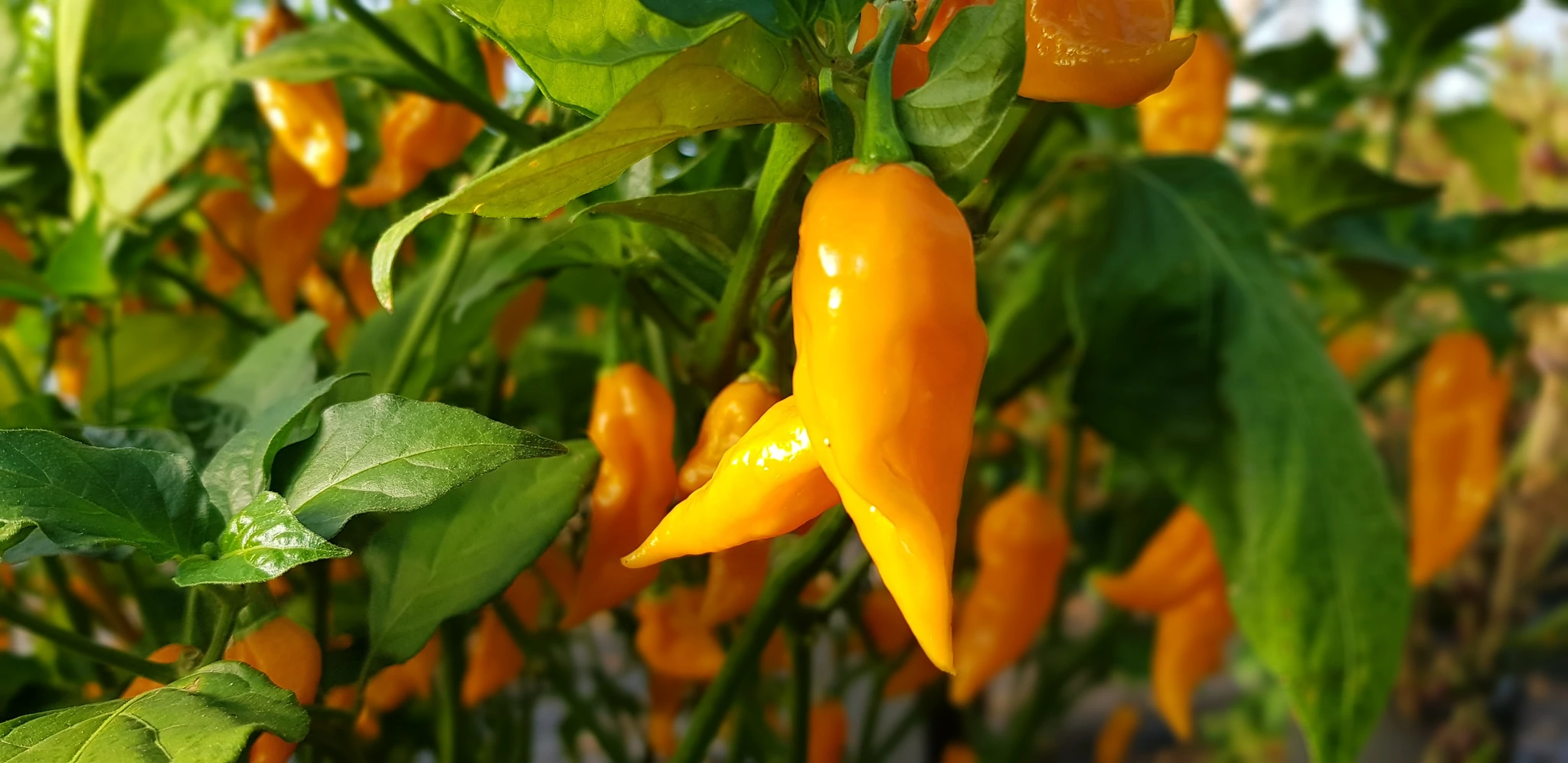 Ymweliad Astudio IPDM Pembrokeshire Chilli Farm